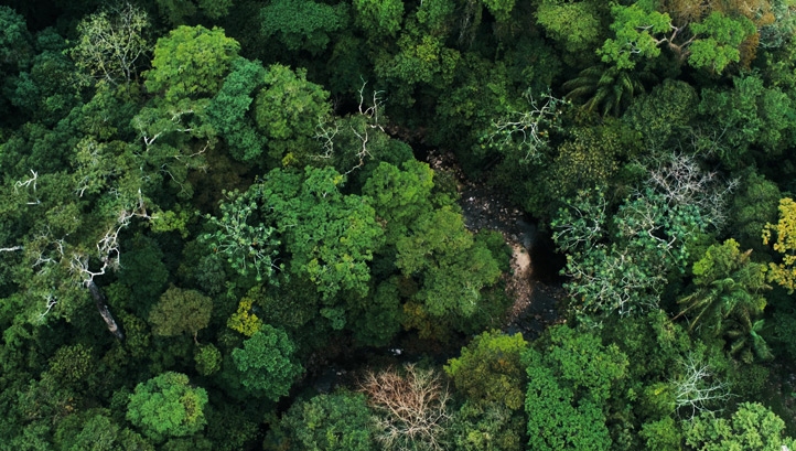 The Brazilian Amazon lost 1,114.8 sq km (430 sq miles) – an area equivalent to Hong Kong – in the first 26 days of August